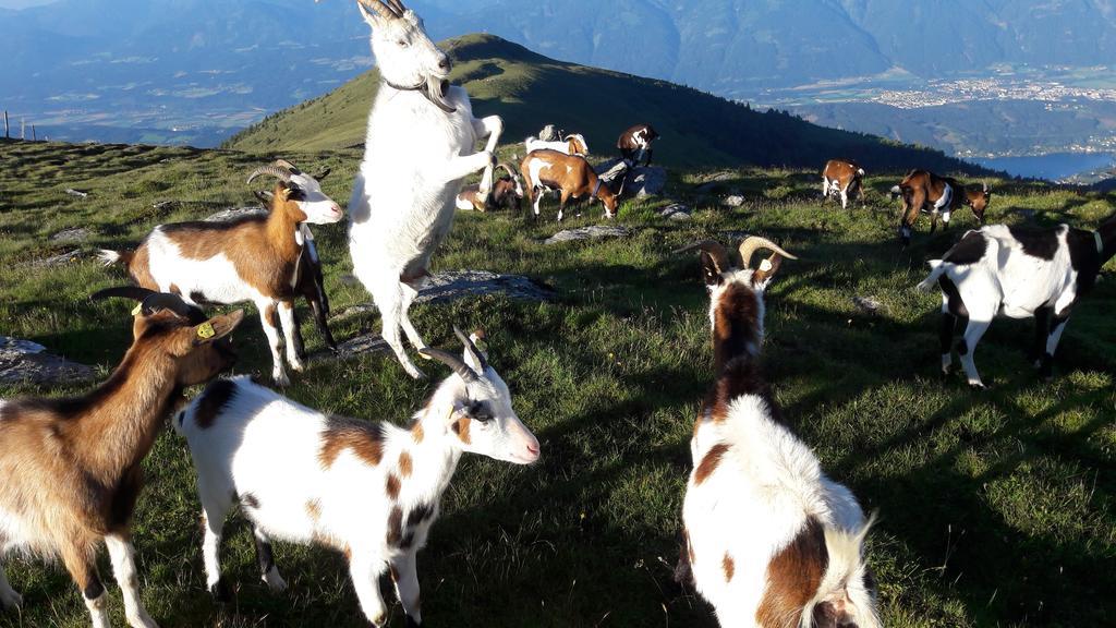 Ferienwohnung Gerti Kalt Lieserhofen Bagian luar foto